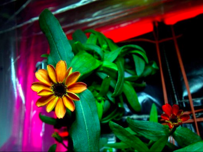 First flower grown in space: Zinnia
