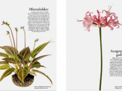 Bloem & Blad nieuwe stijl