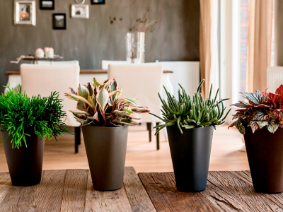 Bloemisten opgelet! Win de volledige Aqua4weeks collectie 