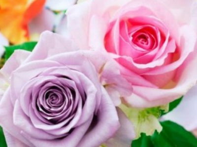 "Kleur en grootte van roos vindt consument het belangrijkst"