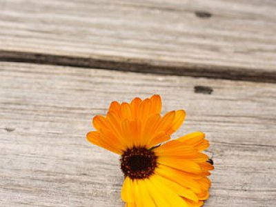 Teelt eetbare bloemen professioneel opgepakt