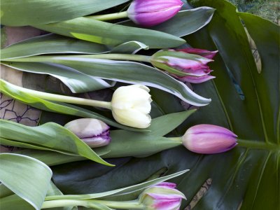 100 (!) Tulpenweetjes 