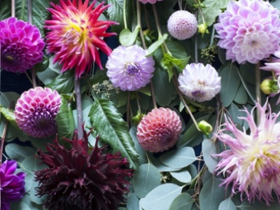 Bloemenagenda gaat verder met Dahlia